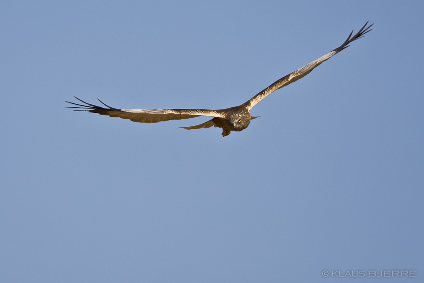 Marsh Harrier_KBJ9577.jpg - Marsh Harrier male - Kibbutz Elot